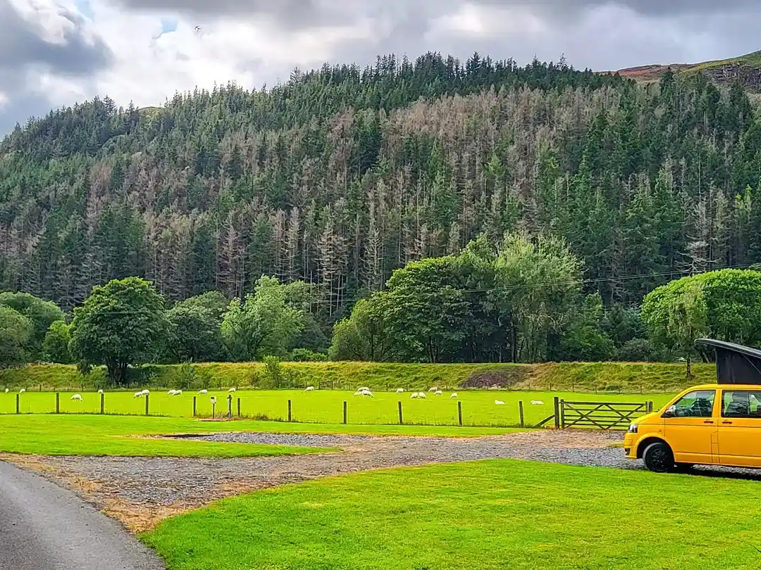 A yellow campervan with its roof up on a hardstanding pitch at Tŷ Cerrig, sheep grazing beyond the fence below the conifer hillside
